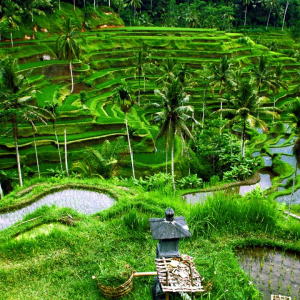 Bali Adventure Escape: Jungle Rush